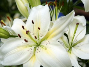 lilies