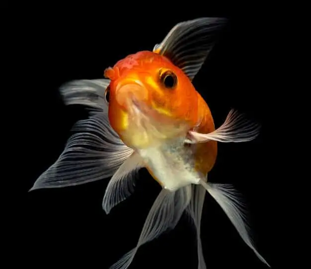 goldfish