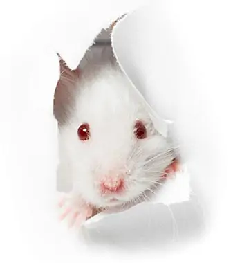 lab mouse