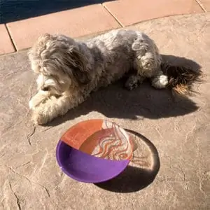 bonnie's dog