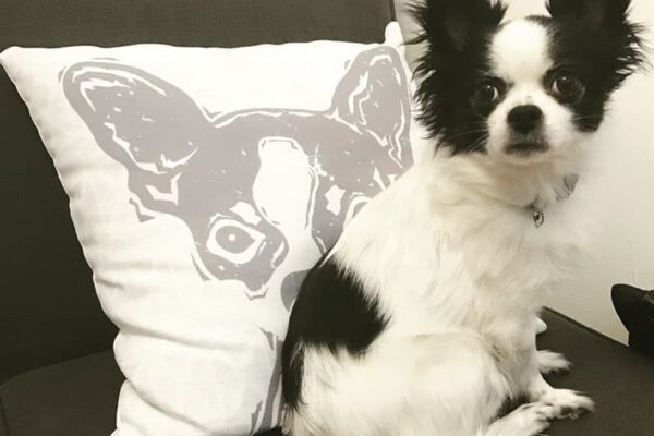 dog